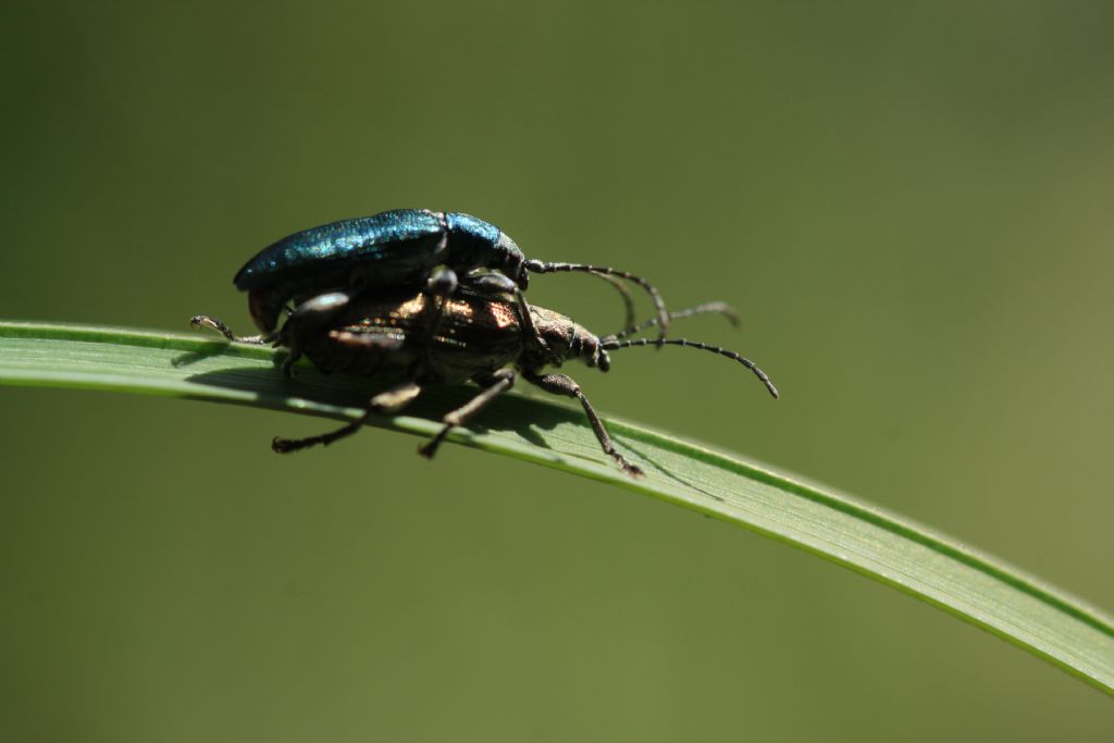 Chrysomelidae: Donacia sp.